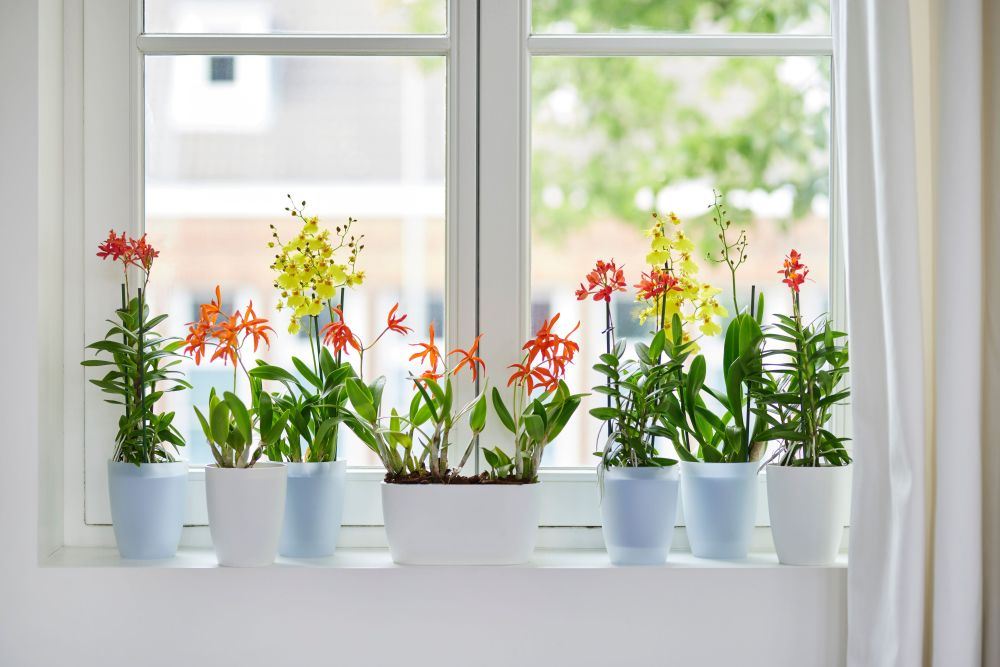 Bloempot-brussels-orchidee-hoog-12-5cm-wit