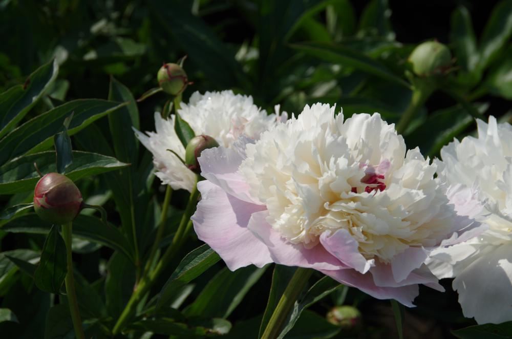 Plantenfiche-Paeonia-Mme-Calot-