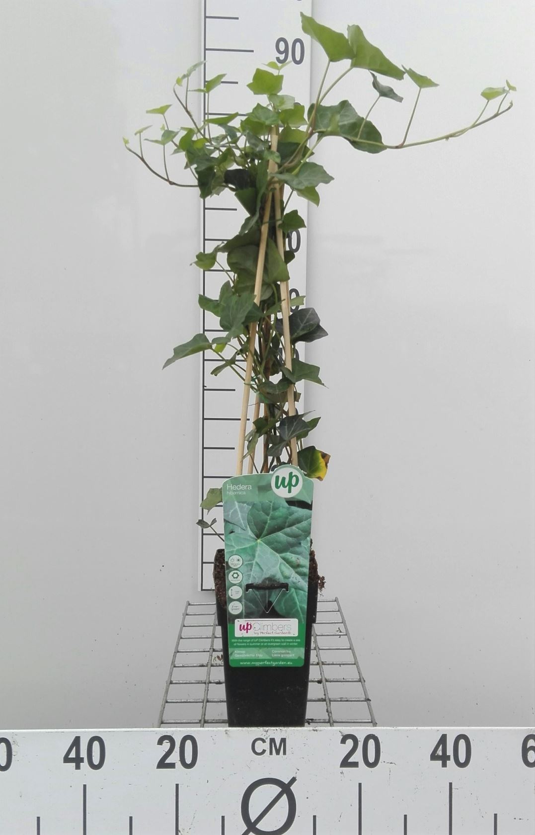 Hedera hibernica - pot - 50-60 cm