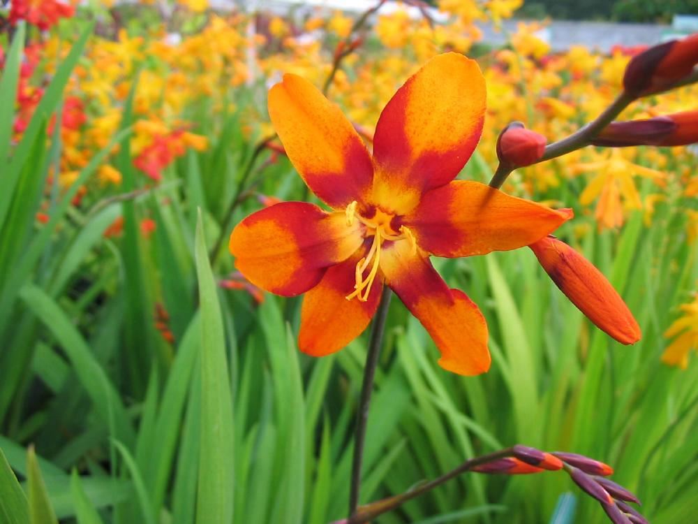 Plantenfiche-Crocosmia-Emily-McKenzie-