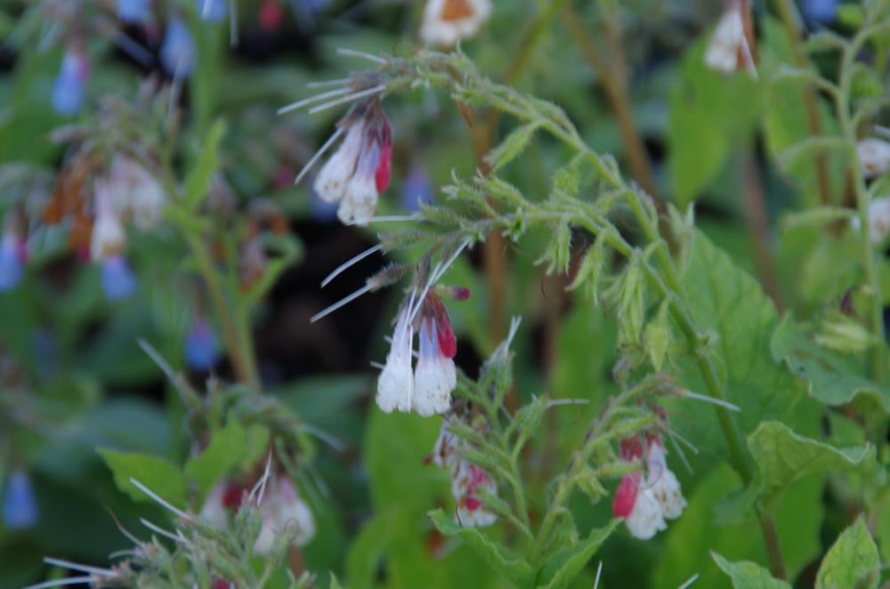 Plantenfiche-Symphytum-grandiflorum-Wisley-Blue-