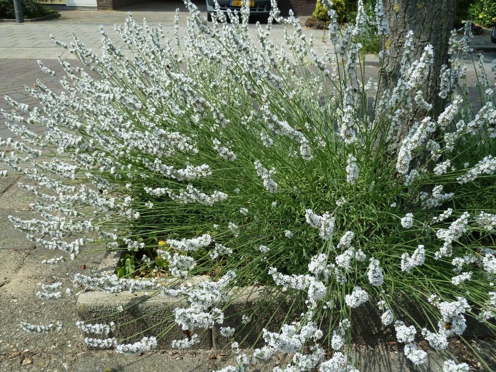 Plantenfiche-Lavandula-x-intermedia-Edelweiss-Witte-lavendel-