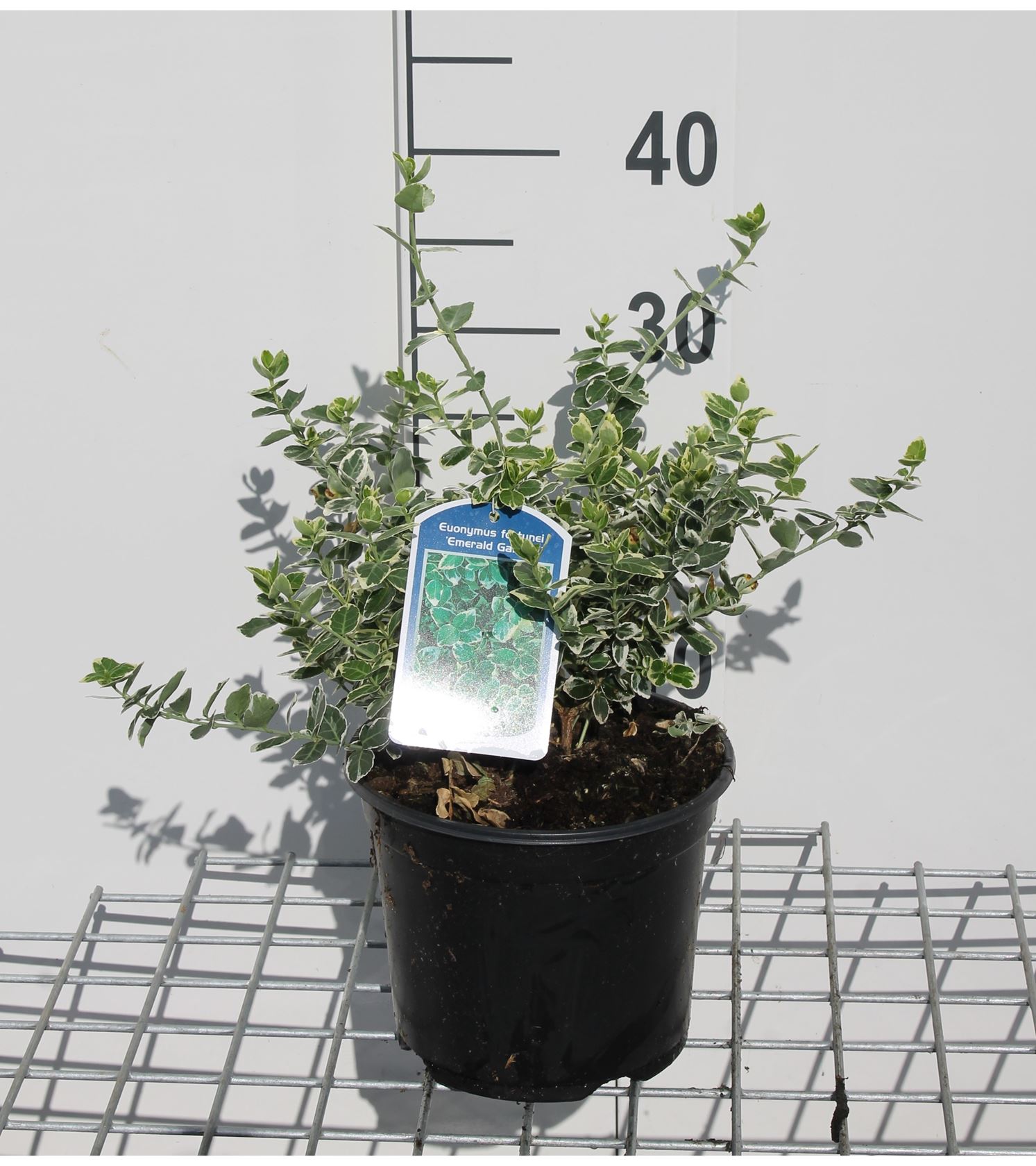 Euonymus fortunei 'Emerald Gaiety' - pot - 20-30 cm
