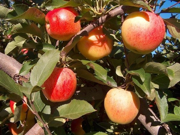 Malus domestica 'Gala' - pot - semi-stem tree