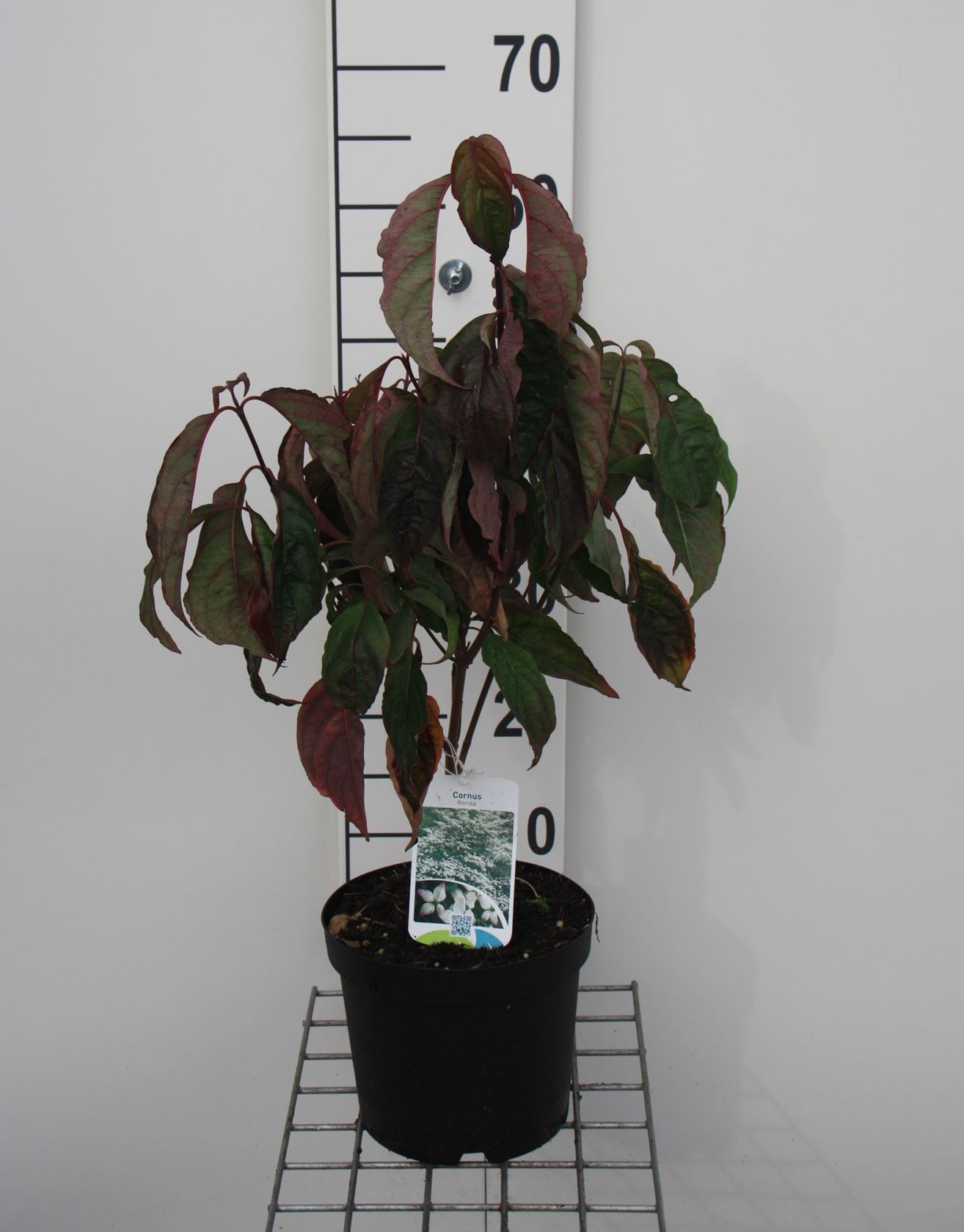 Cornus florida - pot - 50-60 cm
