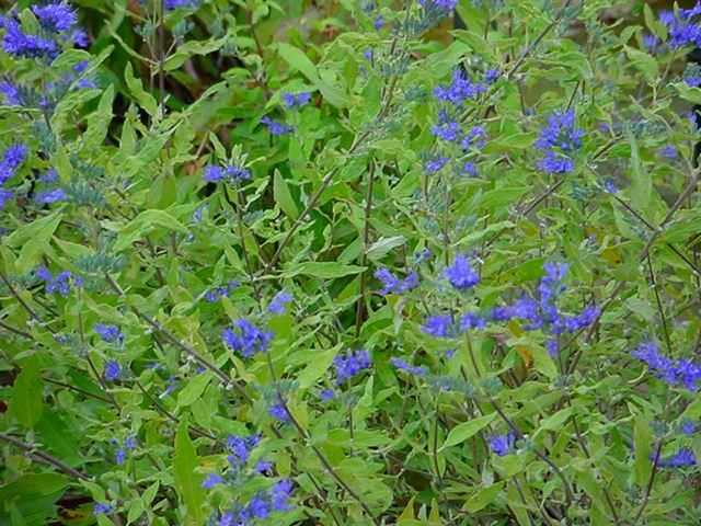 Plantenfiche-Caryopteris-x-clandonensis-Worcester-Gold-