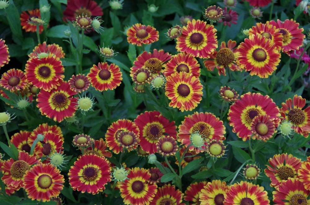 Plantenfiche-Helenium-Fuego-