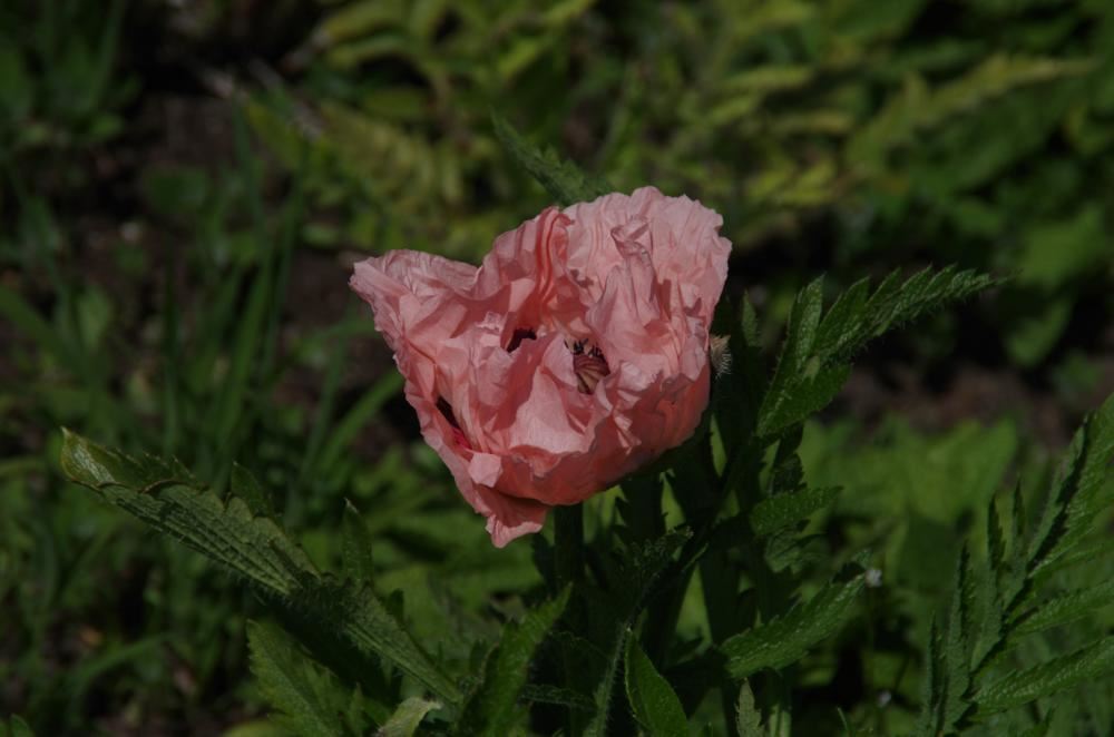 Plantenfiche-Papaver-orientale-Prinzessin-Victoria-Louise-