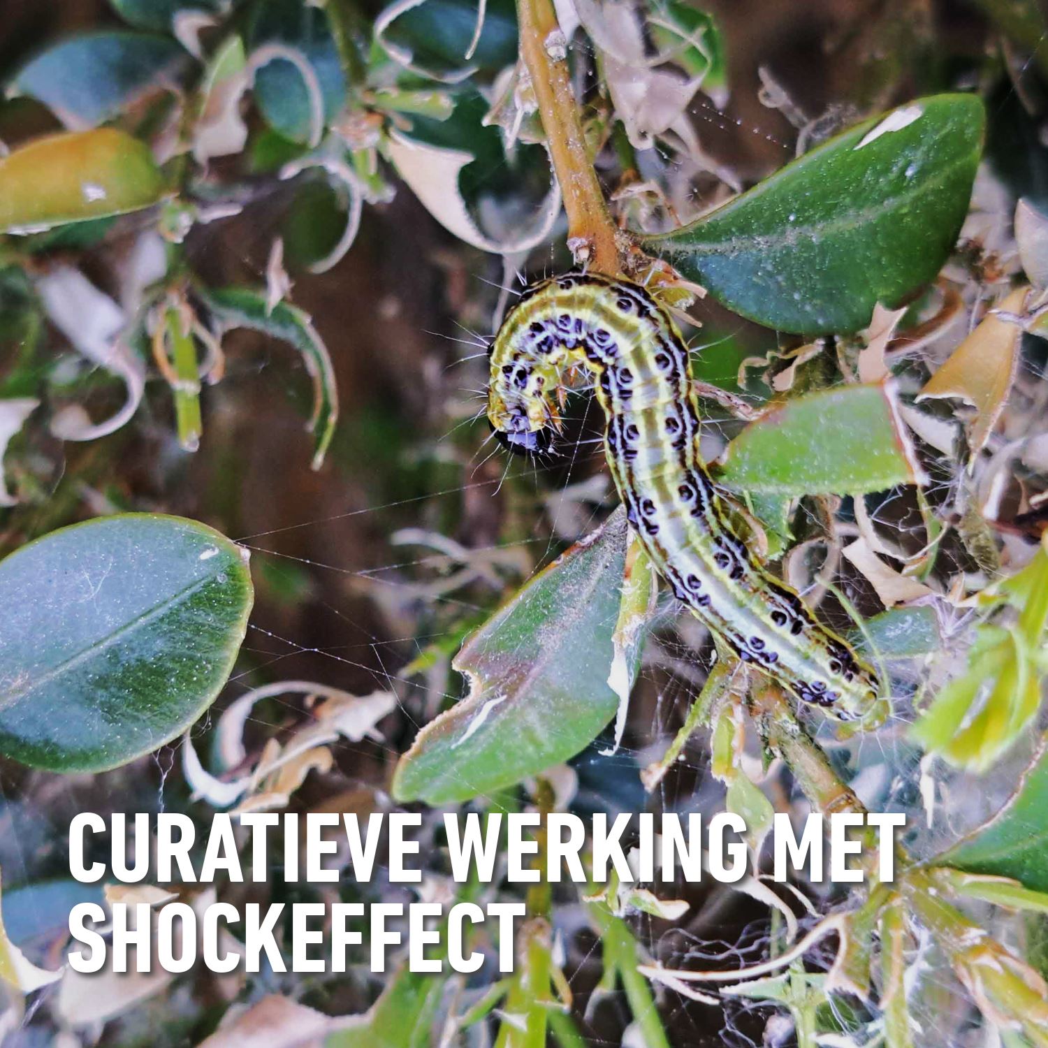 Compo-karate-garden-buxus-concentraat-250ml