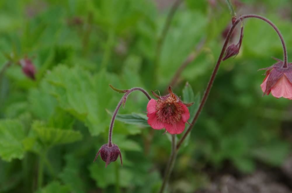 Plantenfiche-Geum-rivale-Leonard-s-Variety-