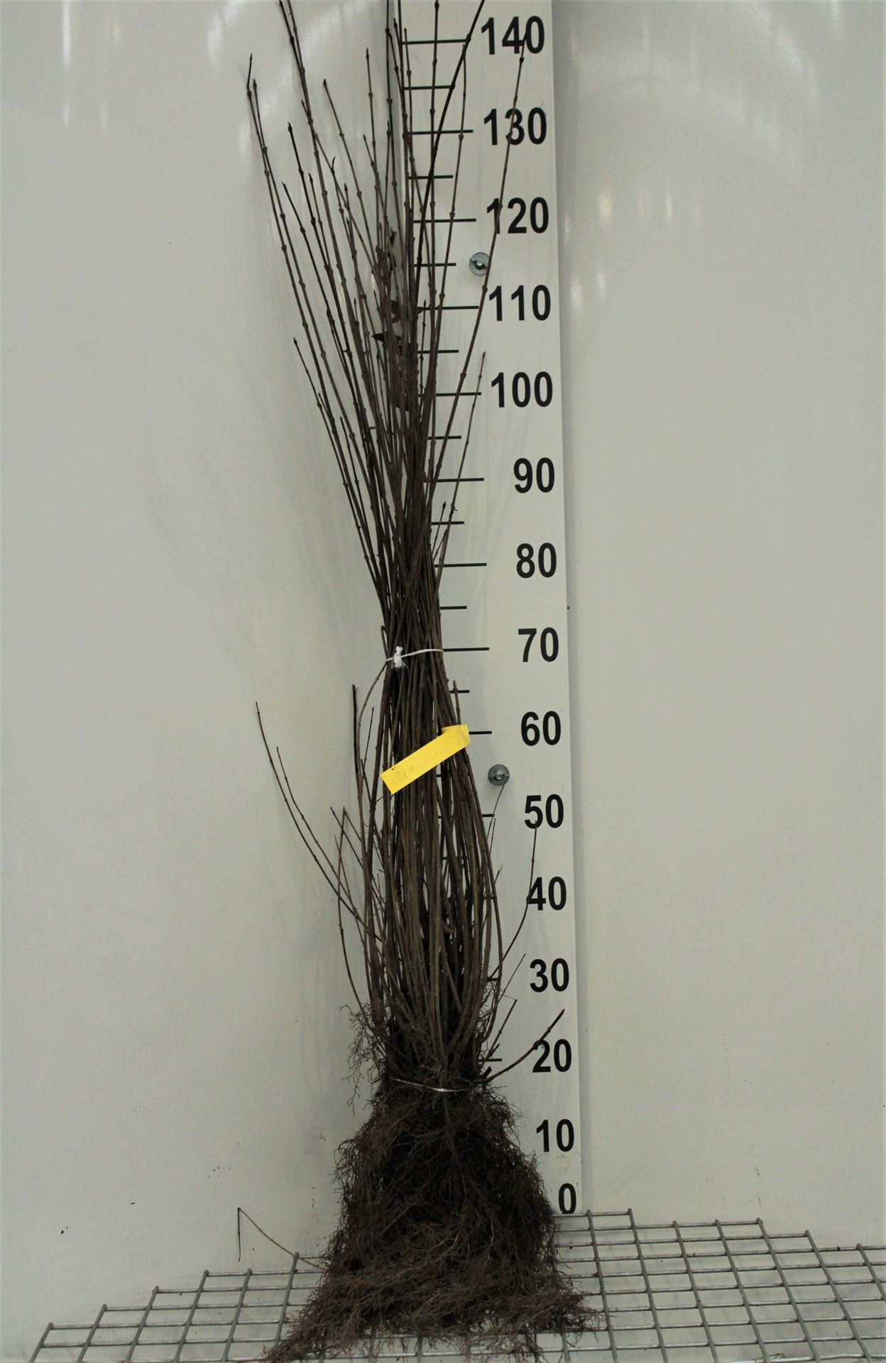 Ligustrum vulgare - bare root - 90-120 cm