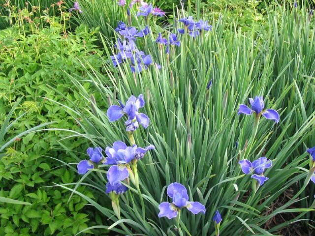 Plantenfiche-Iris-sibirica-Silver-Edge-