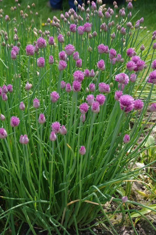 Plantenfiche-Allium-schoenoprasum-gewone-bieslook-