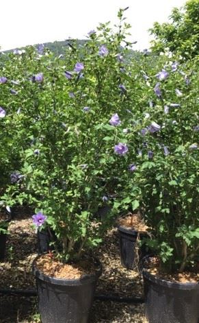 Hibiscus syriacus 'Oiseau Bleu' - pot 30L - 125-150 cm