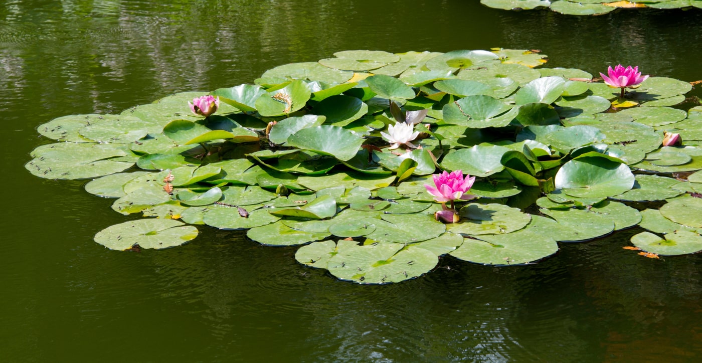 5 tips voor een mooie & gezonde vijver