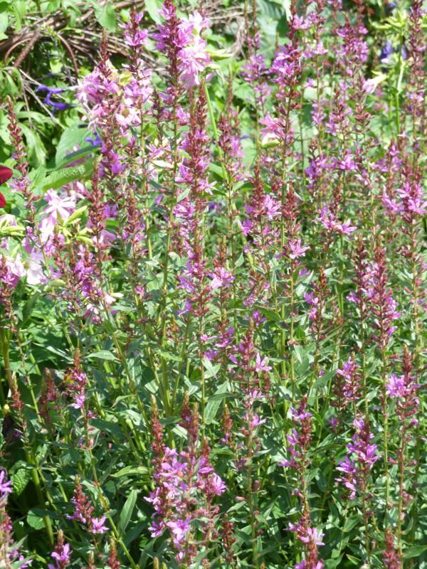 Plantenfiche-Lythrum-Dropmore-Purple-