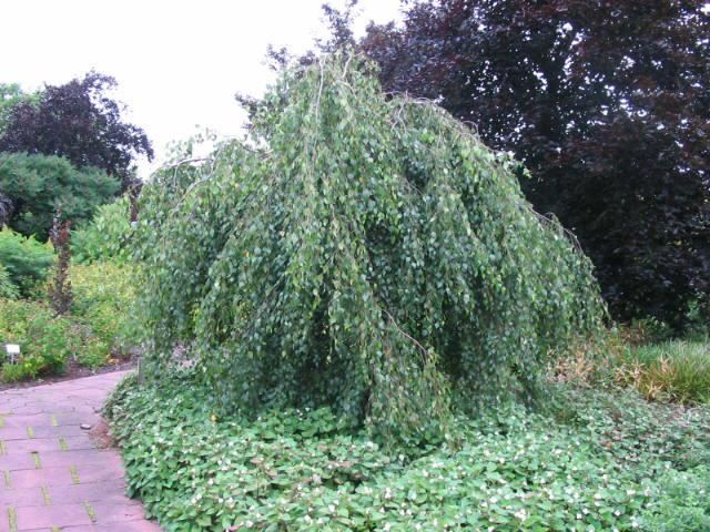 Plantenfiche-Betula-pendula-Youngii-