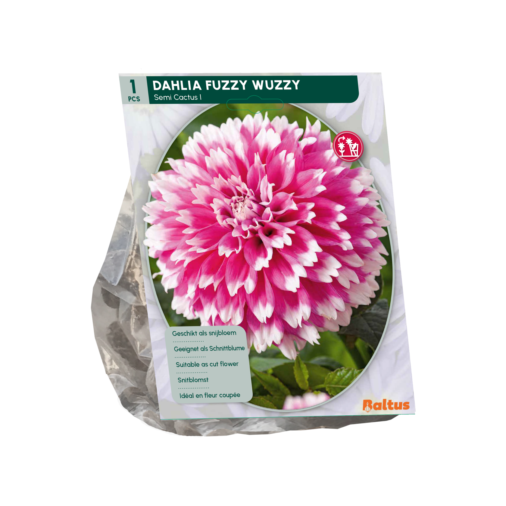 Baltus dahlia 'Semi-cactus Fuzzy Wuzzy' - Najaarsbloeiers - 1 bol (roze-wit)