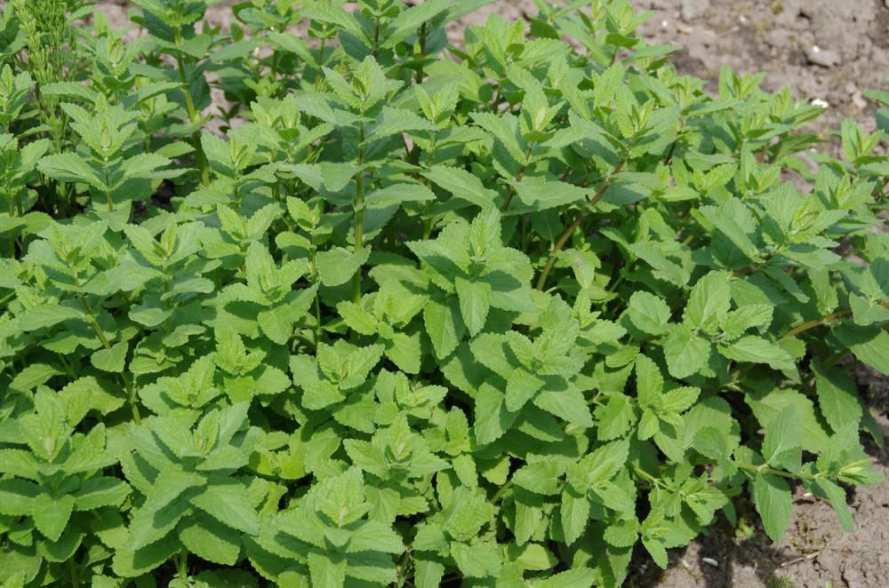 Plantenfiche-Nepeta-cataria-Citriodora-