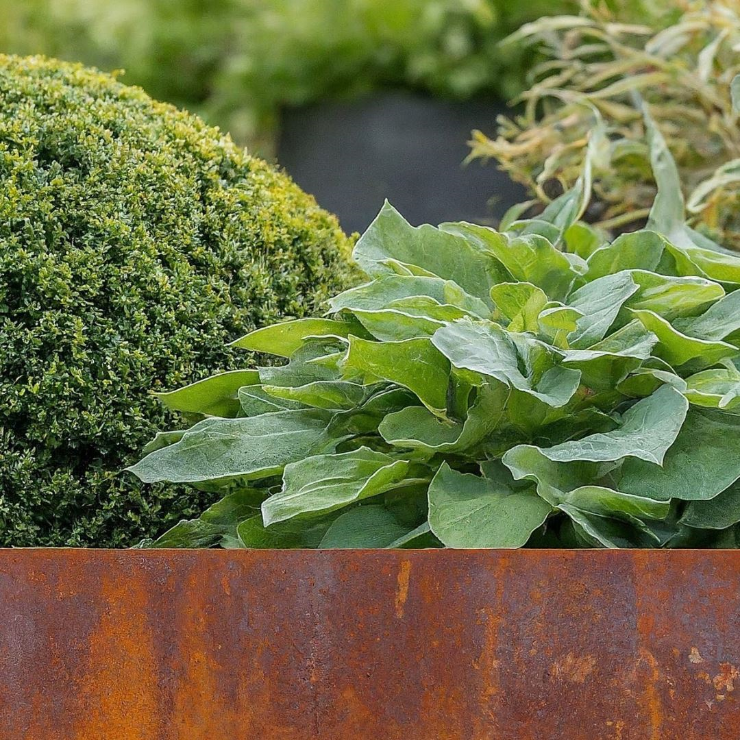 Démarcation en acier corten Famiflora - H : 24cm x L : 100cm - Epaisseur 1,5mm - Acier corten SPA-H