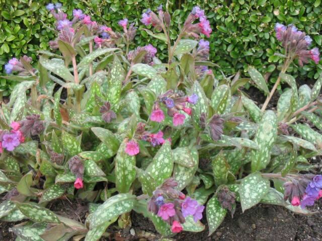 Plantenfiche-Pulmonaria-saccharata-Mrs-Moon-