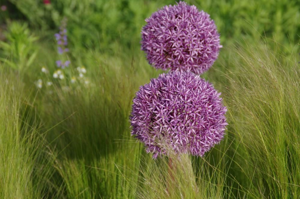 Plantenfiche-Allium-aflatunense-Purple-Sensation-
