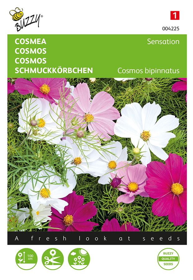 Buzzy-Cosmos-Cosmea-Sensation-gemengd
