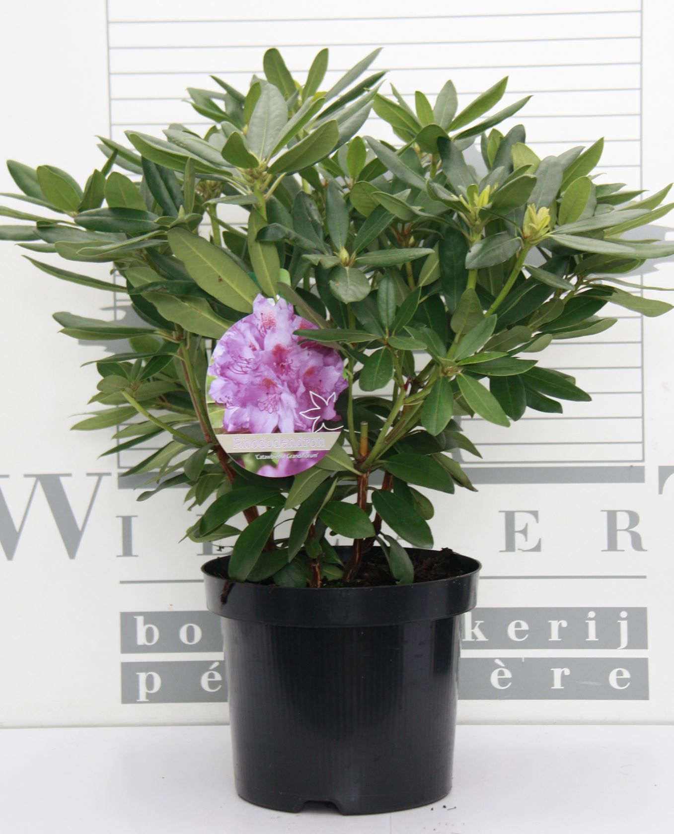 Rhododendron 'Catawbiense Grandiflorum' - pot - 40-50 cm