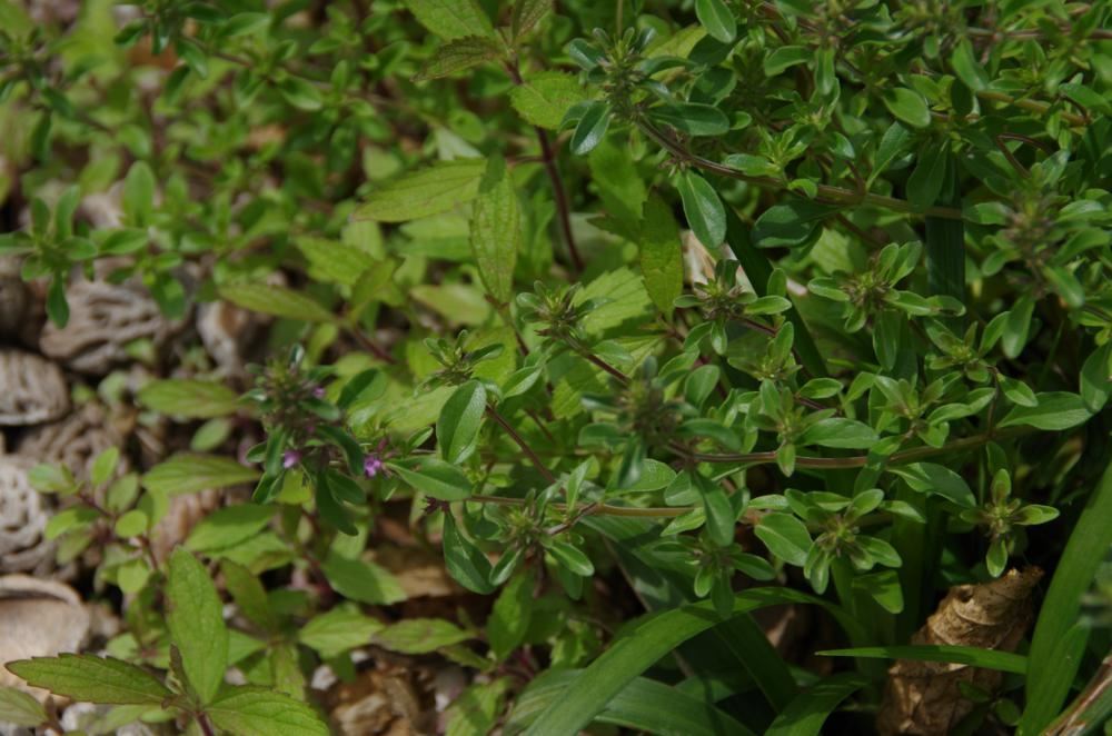 Plantenfiche-Thymus-serpyllum-Wilde-tijm-