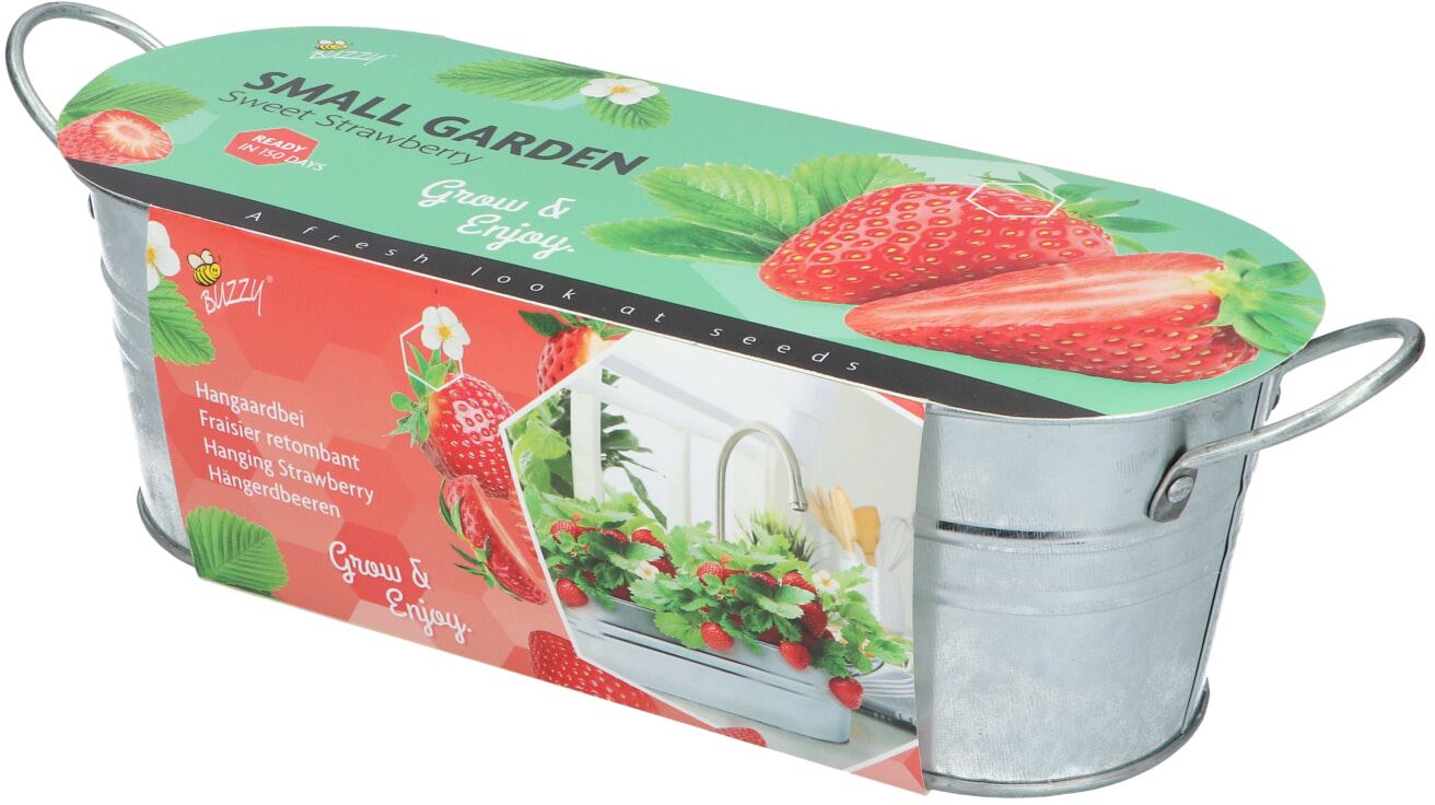 Buzzy-Small-Garden-Sweet-Strawberry