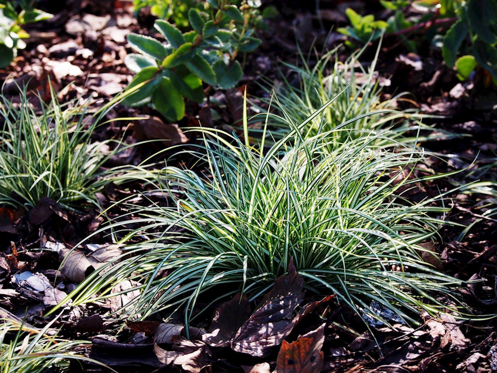 Plantenfiche-Carex-ornithopoda-Variegata-