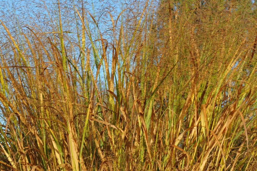 Plantenfiche-Panicum-virgatum-Thundercloud-