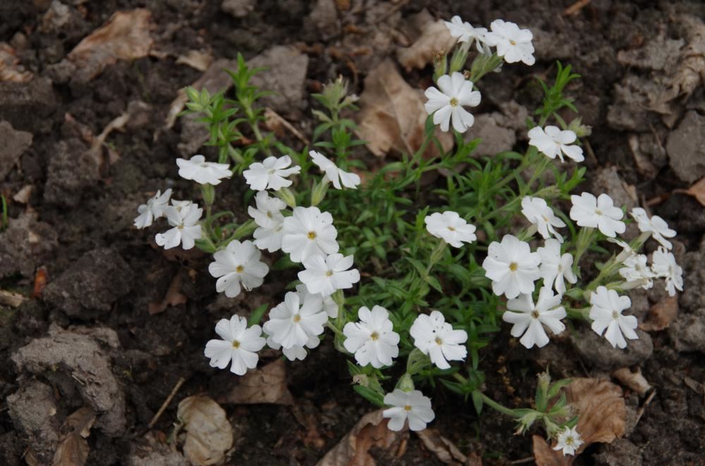 Plantenfiche-Phlox-White-Delight-