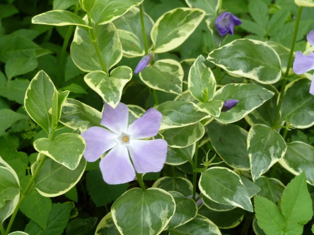 Plantenfiche-Vinca-major-Variegata-