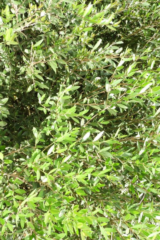 Plantenfiche-Phillyrea-angustifolia