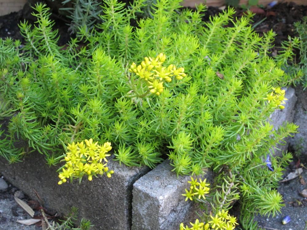 Plantenfiche-Sedum-rupestre-Angelina-