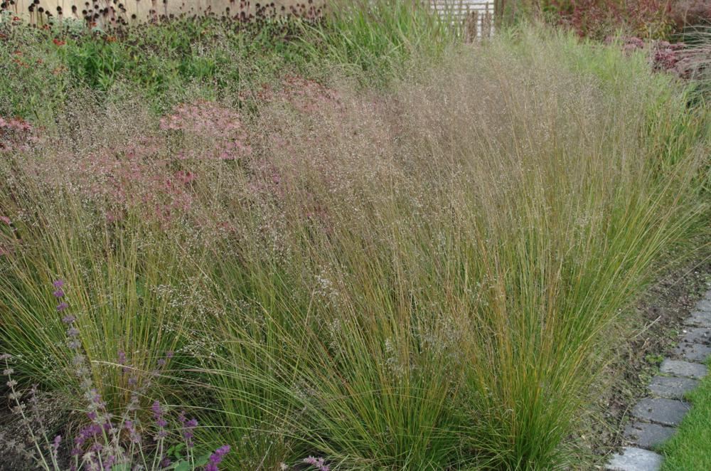 Plantenfiche-Sporobolus-heterolepis