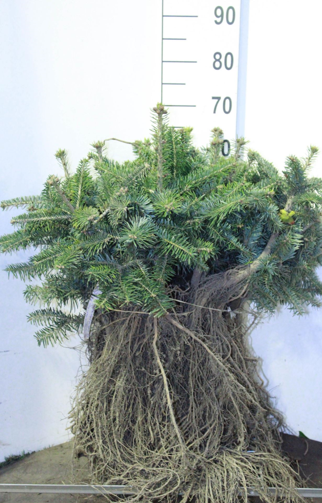 Abies nordmanniana - bare root - 20-30 cm