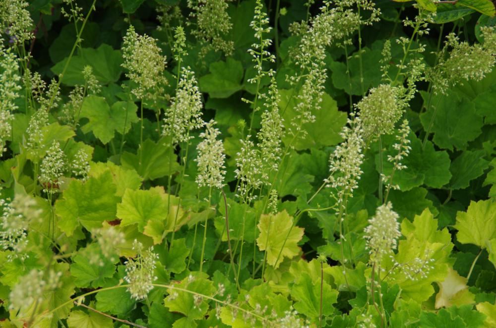 Plantenfiche-Heuchera-villosa