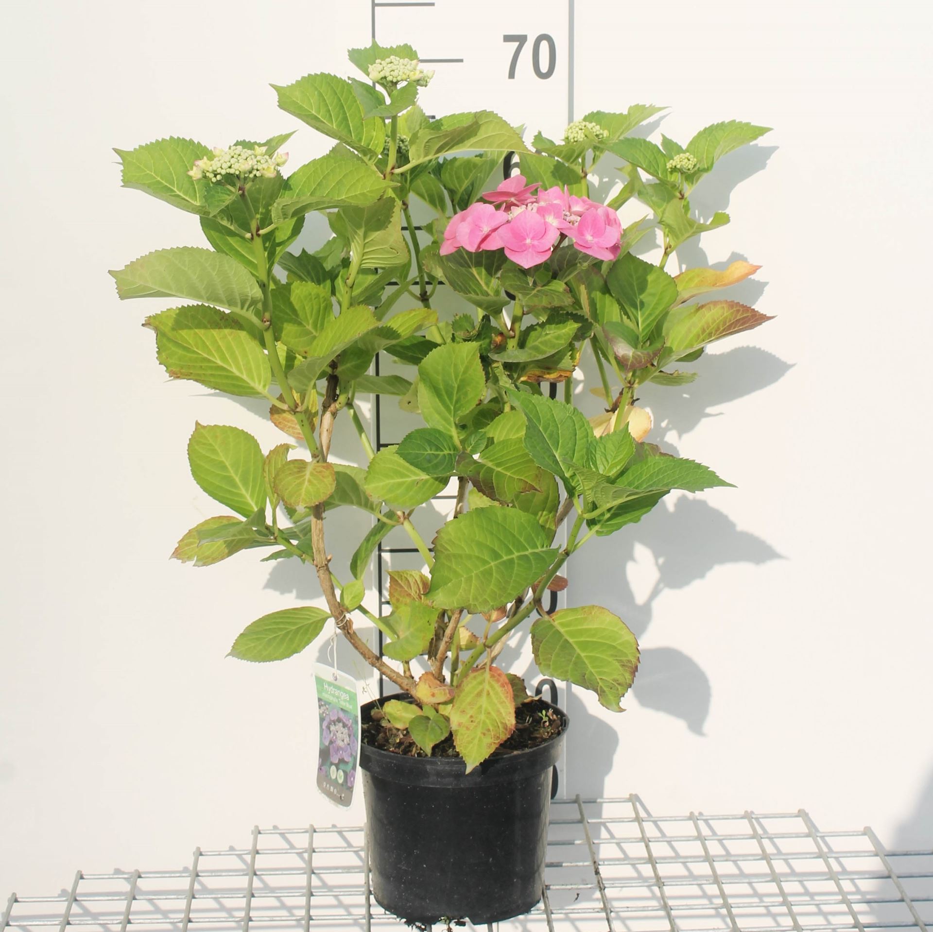 Hydrangea macrophylla 'Blaumeise' - pot - 25-30 cm