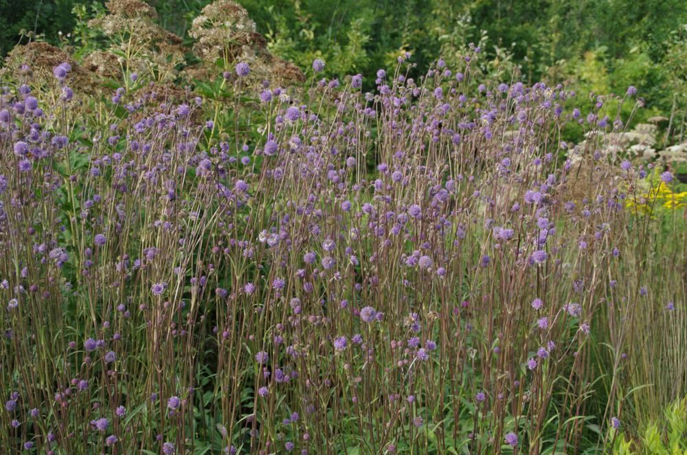 Plantenfiche-Succisa-pratensis