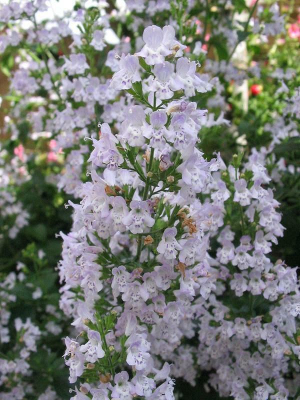Plantenfiche-Calamintha-nepeta