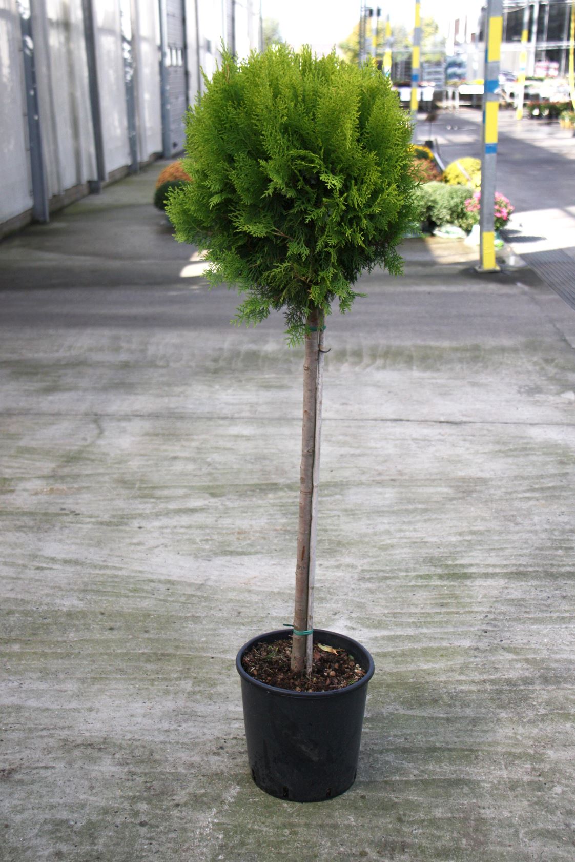 Thuja occidentalis 'Aurea Nana' - pot 18L - semi-stem tree