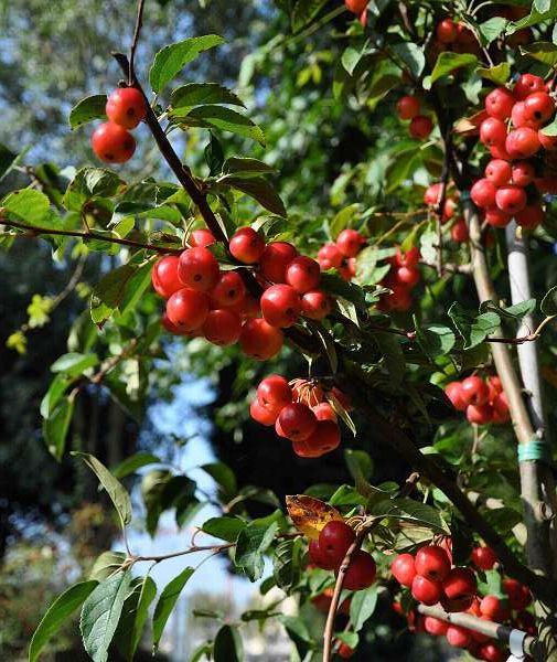 Malus 'Red Sentinel' - blote wortel - halfstam boom