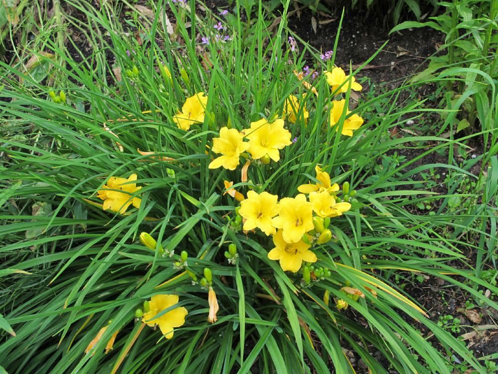 Plantenfiche-Hemerocallis-Stella-de-Oro-