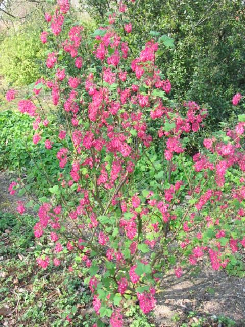 Plantenfiche-Ribes-sanguineum-King-Edward-VII-Rode-ribes-