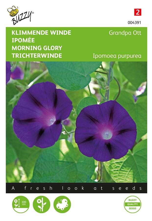 Buzzy-Ipomoea-Klimmende-winde-Grandpa-Ott