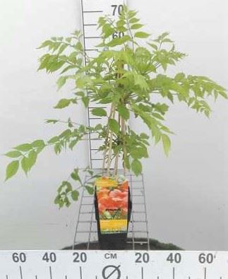 Campsis radicans 'Flamenco' - pot - 50-60 cm