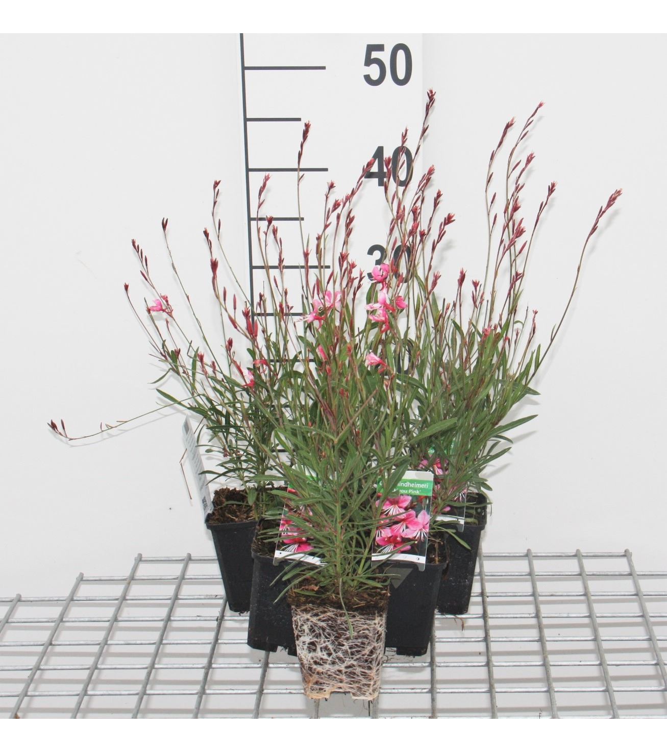 Gaura lindheimeri 'Siskiyou Pink' - pot 9x9 cm