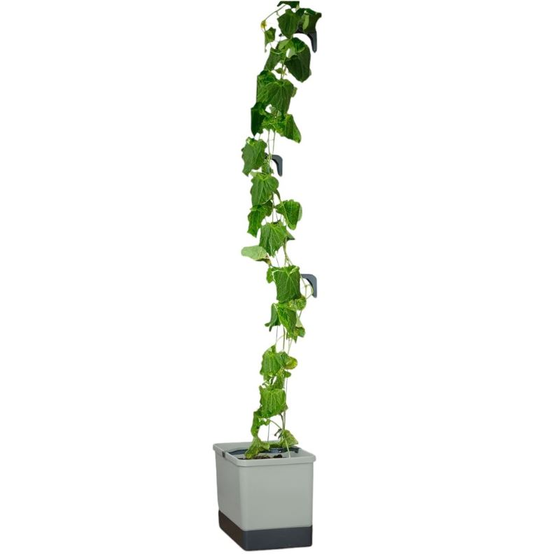 CURT-CUCUMBER-light-gray-the-cucumber-pot-with-water-tank-and-climbing-system